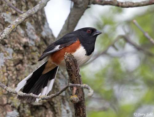 Eastern Towhee
