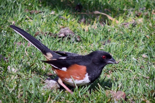 Eastern Towhee