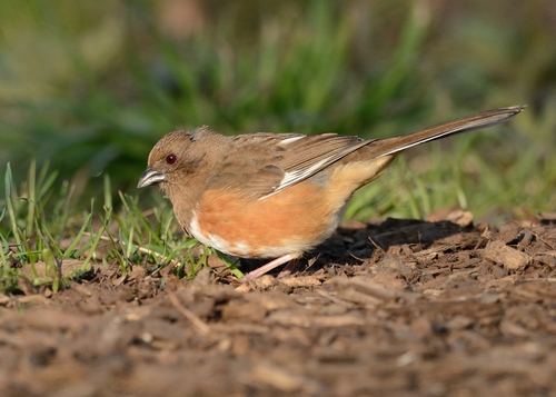 Eastern Towhee