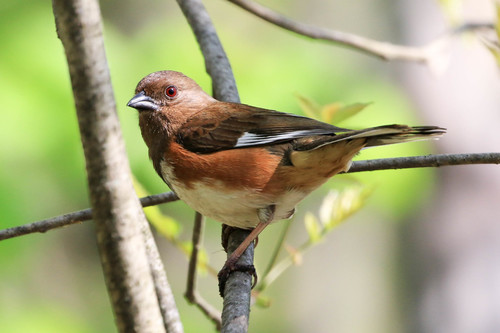 Eastern Towhee