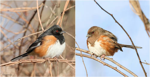 Eastern Towhee