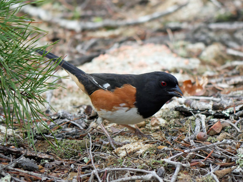 Eastern Towhee
