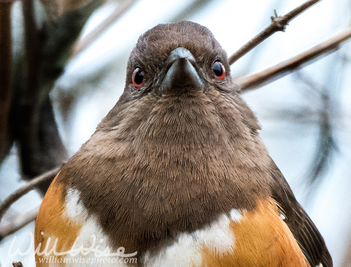 Eastern Towhee