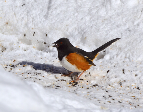 Eastern Towhee