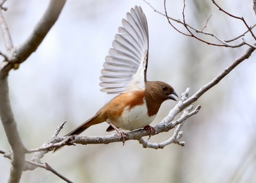 Eastern Towhee