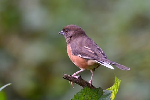 Eastern Towhee