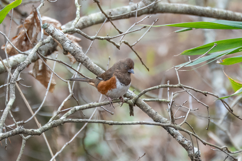 Eastern Towhee