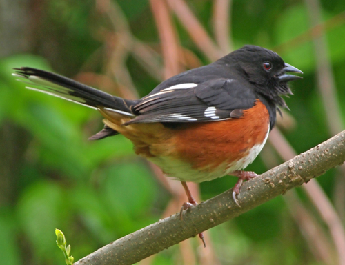 Eastern Towhee