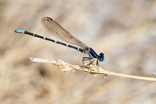 Blue-ringed Dancer