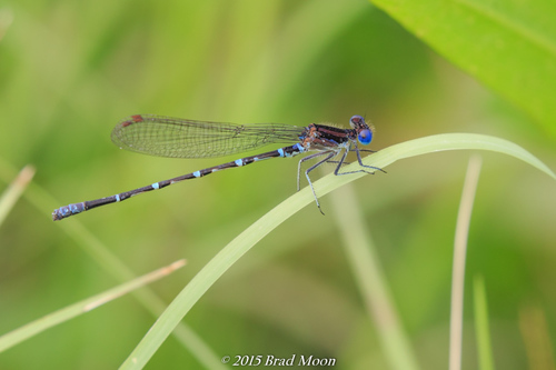 Blue-ringed Dancer