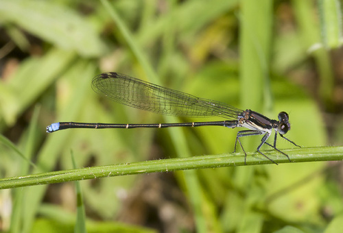 Blue-tipped Dancer