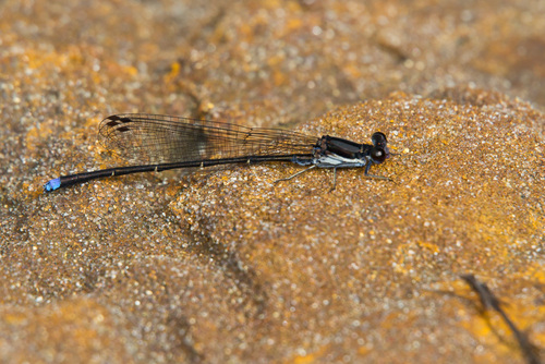 Blue-tipped Dancer