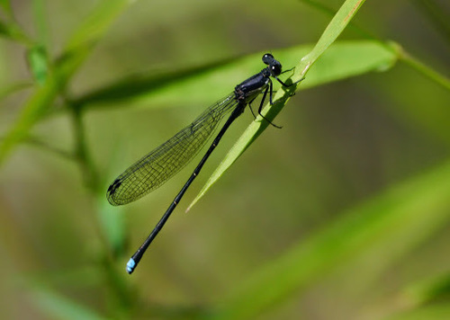 Blue-tipped Dancer