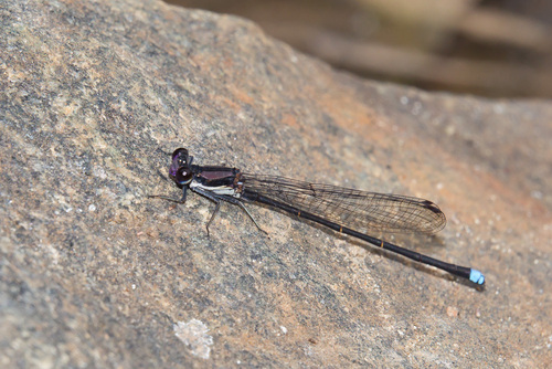 Blue-tipped Dancer