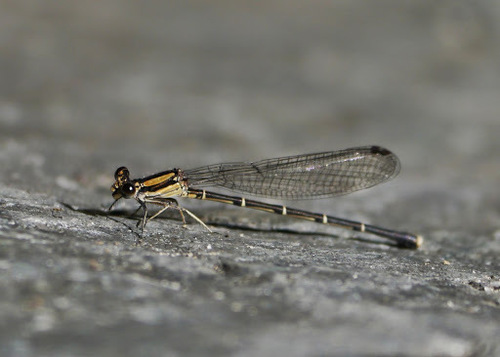 Blue-tipped Dancer
