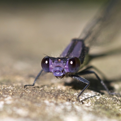 Blue-tipped Dancer