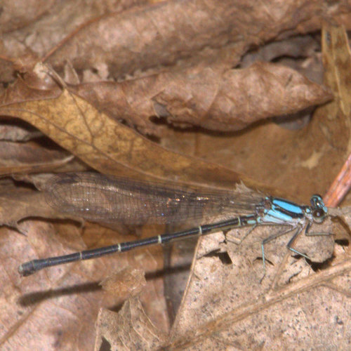 Blue-tipped Dancer