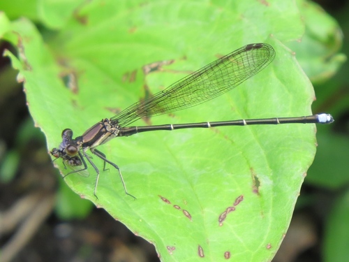 Blue-tipped Dancer