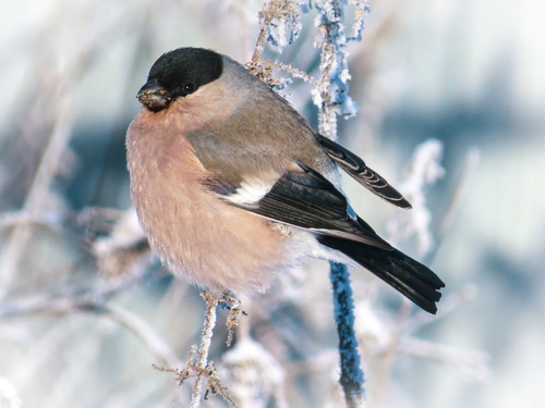Eurasian Bullfinch