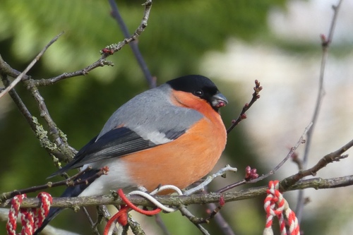 Eurasian Bullfinch