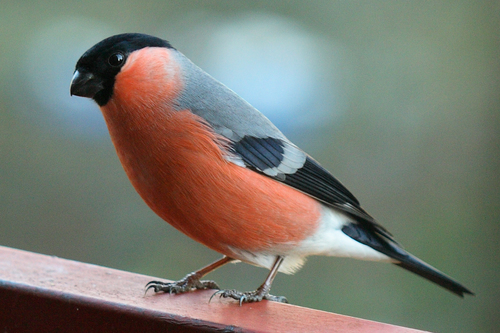 Eurasian Bullfinch