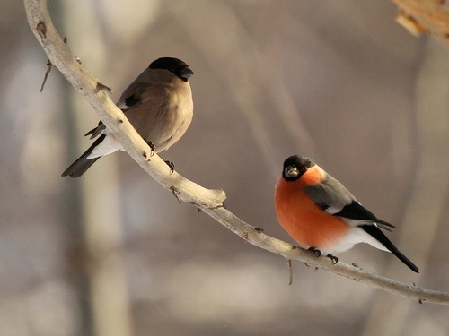 Eurasian Bullfinch