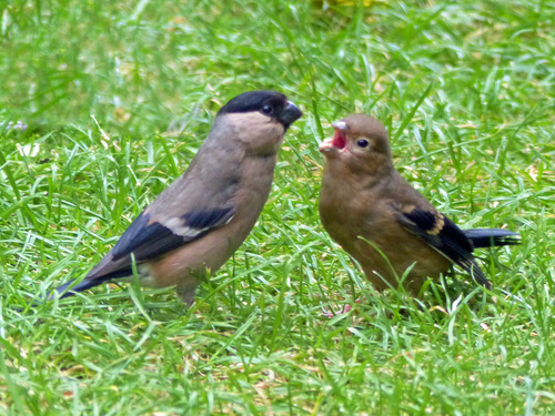 Eurasian Bullfinch