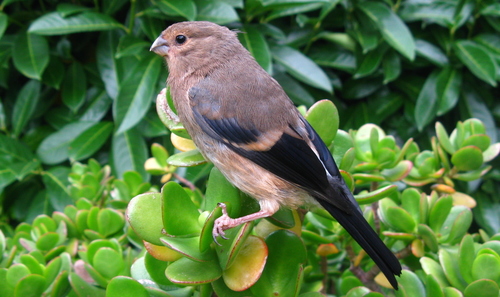 Eurasian Bullfinch