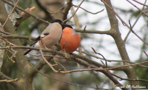 Eurasian Bullfinch