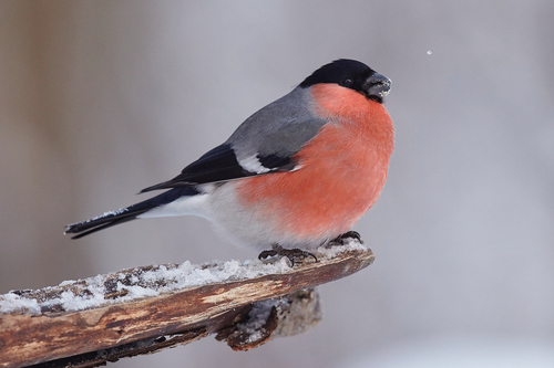 Eurasian Bullfinch
