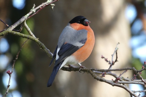 Eurasian Bullfinch