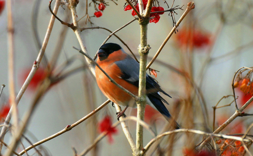 Eurasian Bullfinch