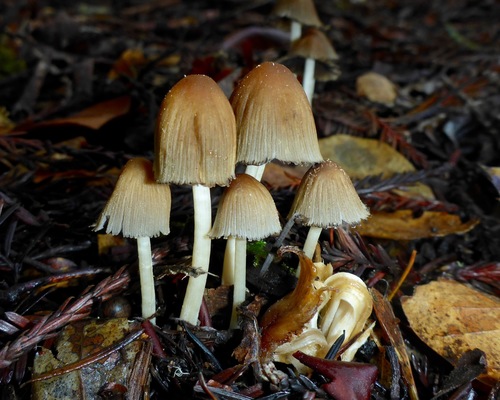 Coprinellus sect. Micacei