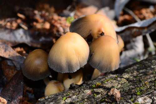 Coprinellus sect. Micacei