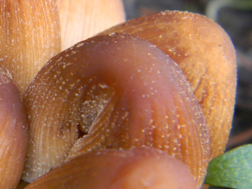 Coprinellus sect. Micacei