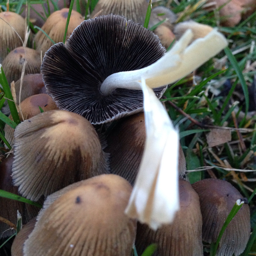 Coprinellus sect. Micacei