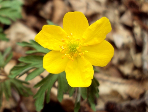 Yellow Anemone