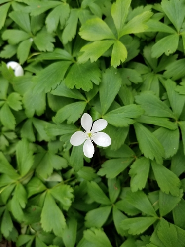 wood anemone