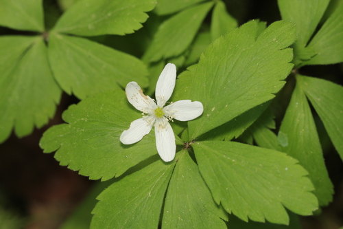 wood anemone