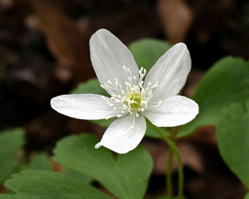 wood anemone