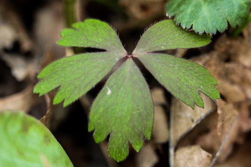 wood anemone