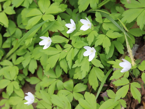 wood anemone