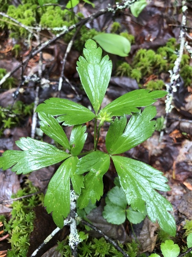 wood anemone