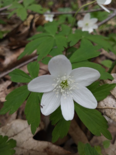 wood anemone