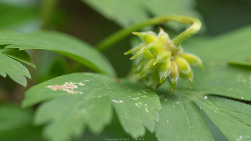 wood anemone