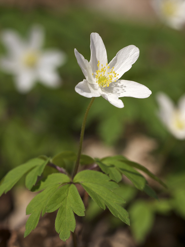 wood anemone