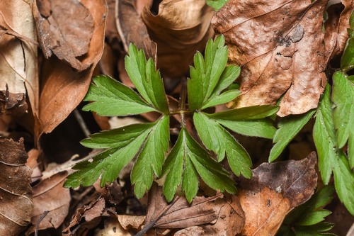 wood anemone