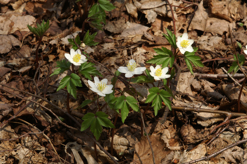 wood anemone