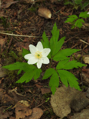 wood anemone
