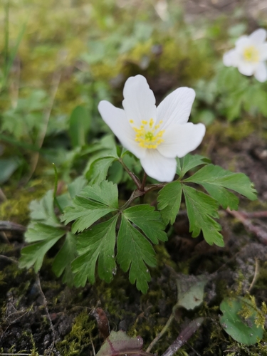 wood anemone